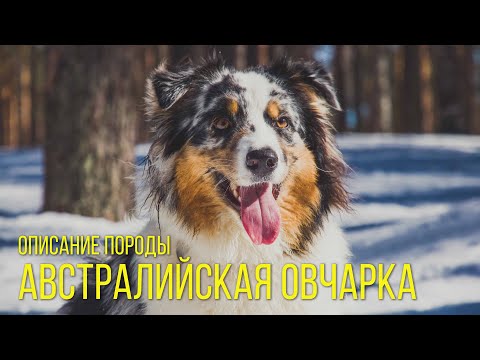 Собака аусси – порода Австралийская овчарка. Описание породы Australian Shepherd