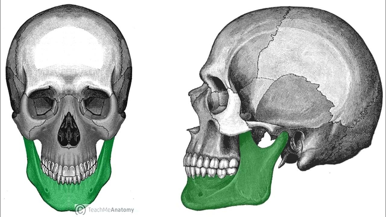 Отдел скелета челюсти. Мандибула и Максилла. Кость челюсти. Челюстные кости.