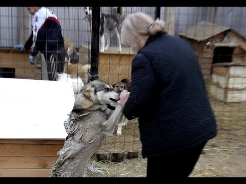 Управляющая Пункта передержки безнадзорных животных Якутска рассказала о нападках зоозащитников