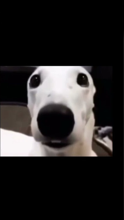 Dog Shivering Meme