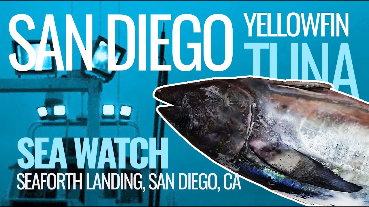 San Diego YellowfIn Tuna Seaforth Landing Sea Watch Full Day