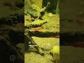 Healthy shrimps = clean and balanced aquarium 💚#Shorts #YouTubeShorts #CherryShrimp #ShrimpTank