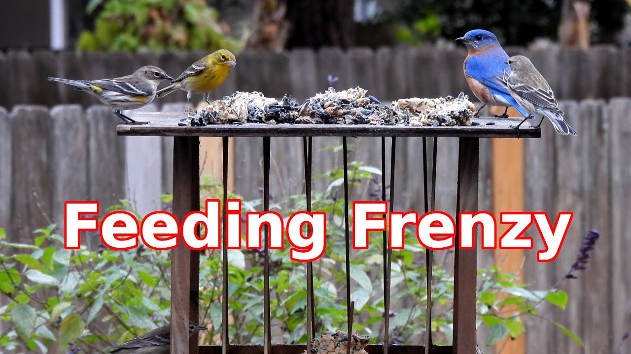 Wild Bird Feeding Frenzy YouTube
