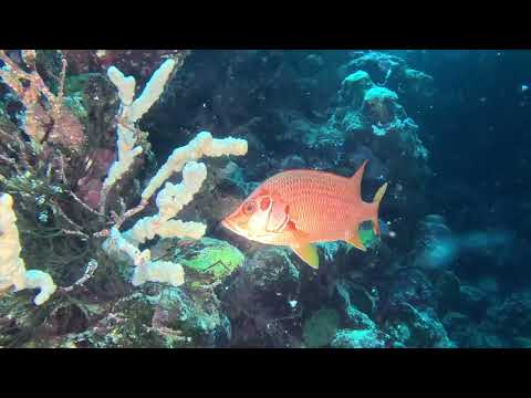 Dive Site VLog - Habili Ali - Red Sea / Egypt