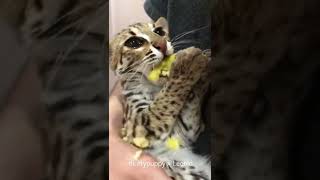 Asian Leopard Cat Leonid Destroyed Apple #shorts