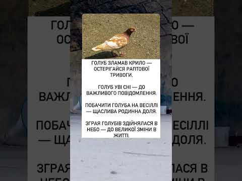 Знаки голубів що означає їхня поведінка та появи у снах і подіях прикмети життя народнамудрість