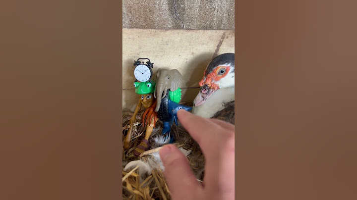OMG!!😱😳 When I Grabbed My Tropa Tripa Tralala Tung | Duck Bit My Finger👉😫🦆#duck #shorts #funny
