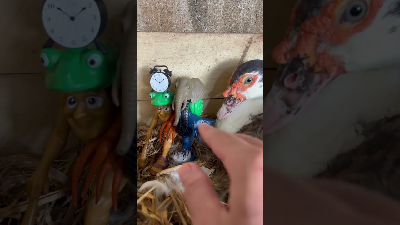 OMG!!😱😳 When I Grabbed My Tropa Tripa Tralala Tung | Duck Bit My Finger👉😫🦆