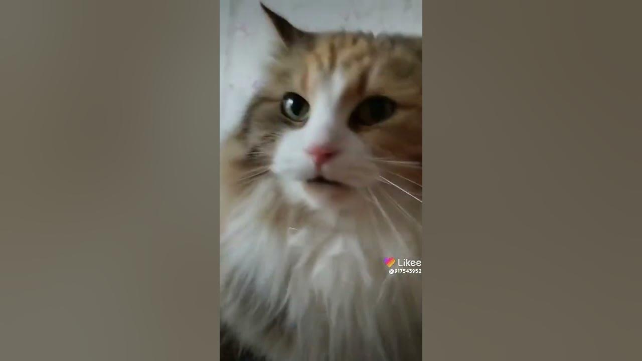 Буся Злюся🐱 - YouTube