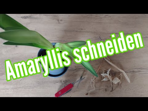 Video: Soll Amaryllis zurückgeschnitten werden?