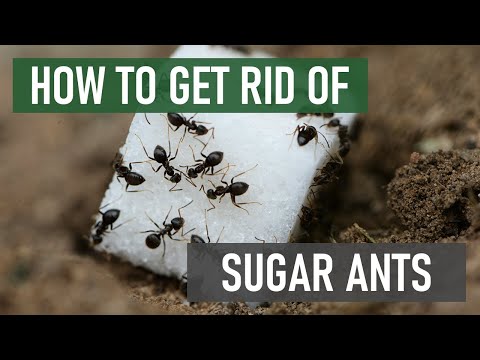 Wideo: Jak pozbyć się mrówek cukrowych?