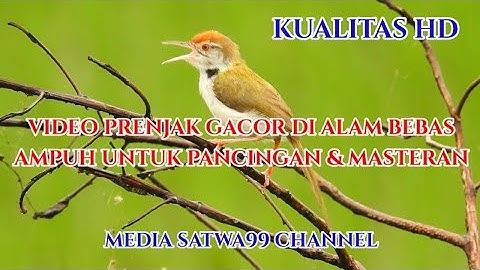 VIDEO PRENJAK LUMUT GACOR DI ALAM LIAR AMPUH UNTUK PANCINGAN DAN MASTERAN