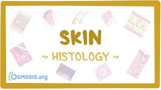 Skin: Histology