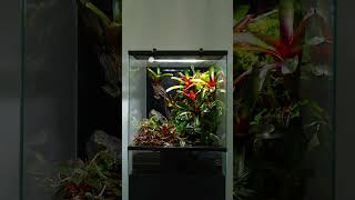 SKYLIGHT PR2.Q giving those plants what they deserve 🌿#terrarium #terrariumlight #plantedterrarium
SKYLIGHT PR2.Q giving those plants what they deserve 🌿#terrarium #terrariumlight #plantedterrarium SKYLIGHT PR2.Q giving those plants what they deserve 🌿#terrarium #terrariumlight #plantedterrarium