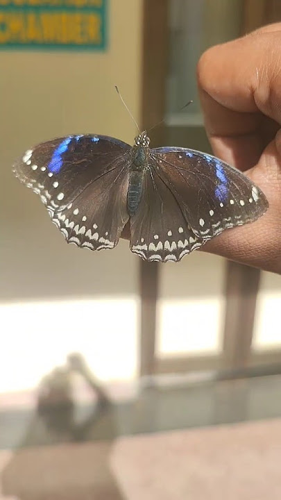 Great Eggfly f. Jacintha #butterfly #nature #wildlife #shorts