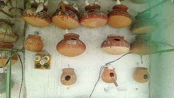 Java Birds Breeding Setup 2023 l Silver Java l White java l Fawn Java l Gray Java l