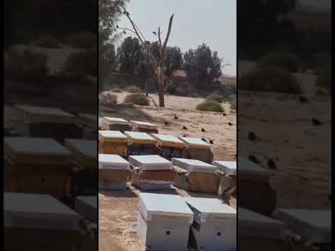 شاهد اكبر عدو للنحل طائر الوروار