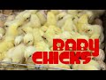 BABY CHICKS FARM  2020 | NEW VIDEO