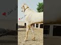 سلطان شوق ❤️ #goat #beautifullgoats #cowgoat #foryourpage
