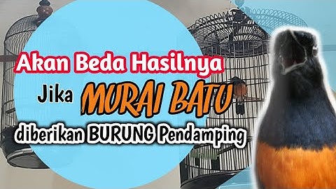 Burung Masteran Terbaik Pendamping Murai Batu