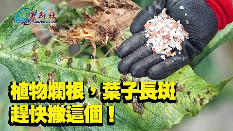 植物爛根，葉子長斑染病，趕快撒這個！ - 天天要聞