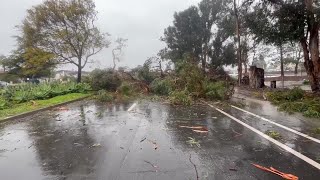 Two large trees block both lanes on Storke Rd in Goleta