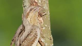 Download Lagu 1000 kicau burung dalam hutan MP3