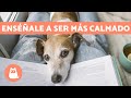 ¿Cómo tener un PERRO TRANQUILO? ✅ 5 Consejos Efectivos y Fáciles