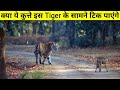 🤔 क्या इन कुत्तों का झुंड Tiger का सामना कर पाएगा या नहीं। Tiger Vs Wild Dog&#39;s ! vicky Patil !