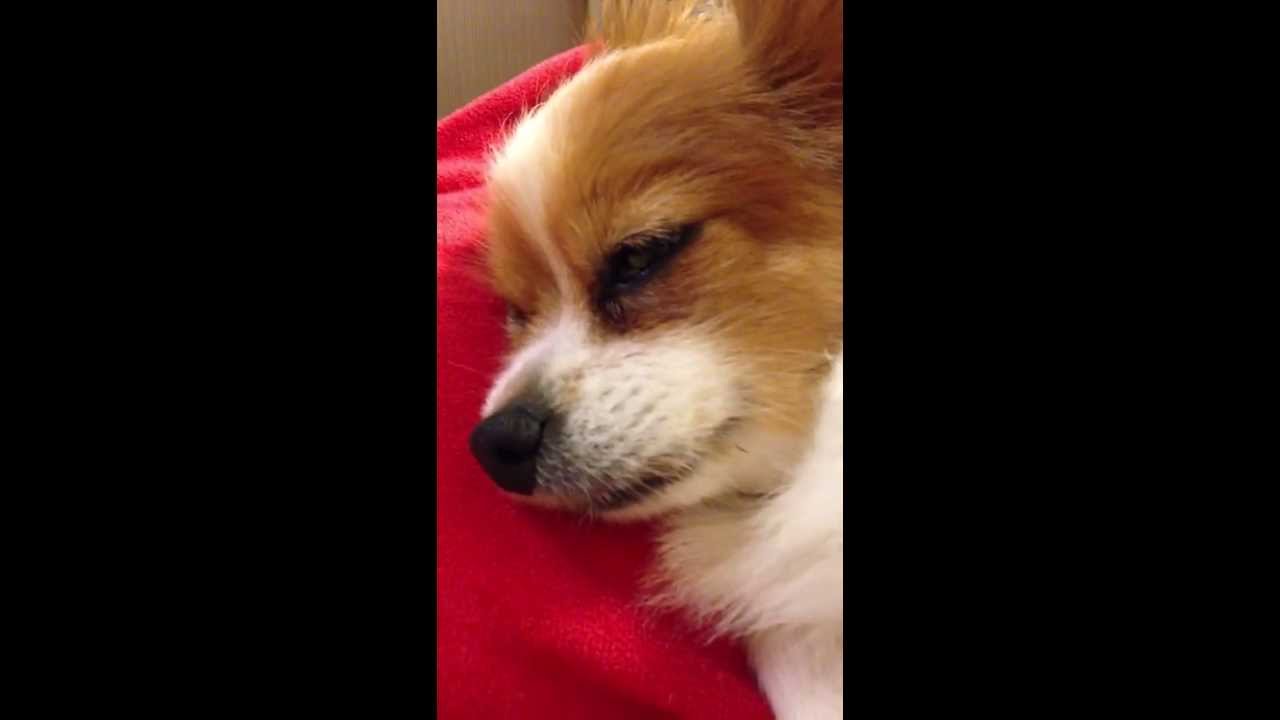 目を開けたまま寝る犬を起こしてみた Youtube