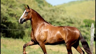 Cavalo pulando Pantanal 