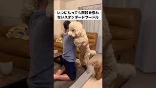 君はいつになったら階段を昇り降りできるようになるのだね #大きな赤ちゃん #超大型犬 #スタンダードプードル #shorts