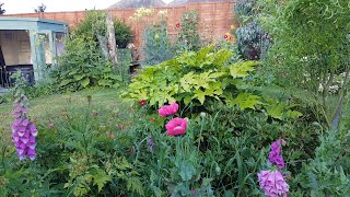 Highlights of Our Back Garden with the Birdsong and the Bees on 26th June 2023 (0016)