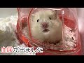 こんちゃん血尿がでました【ハムスター】