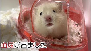 こんちゃん血尿がでました【ハムスター】