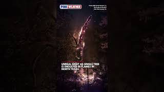 Unreal Video Shows Single Tree Lit Up in Flames During Wildfire in Texas