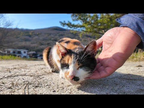 芝生の上で休んでいた三毛猫ちゃんを撫でると辺りにいる他の猫を紹介してくれた