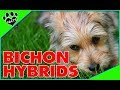 Top 10 Bichon Frise Designer Dog Breeds  - TopTenz