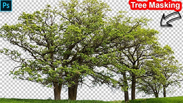 Tree Masking in Photoshop | How to Remove Background Using Channel Masks in Photoshop Tutorial