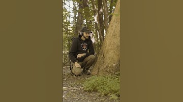 The sounds of life in a dead tree 🌳 #tree #science