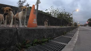 ⁴ᴷ⁶⁰ Chased By Puppies! : Walking Hualien City, Taiwan Industrial Area during Sunrise | 花蓮