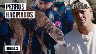 Así es el tenso rescate de unos galgos en condiciones deplorables en La Cañada Real | Wild Frank