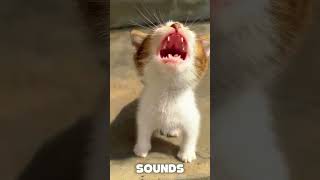 Do Cats Cry When They're Sad
