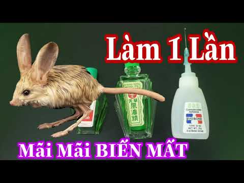 Video: Cách Chặn Chuột