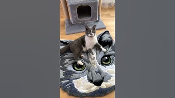 Tufting rug step by step. His reaction 😻 #tuftingrugs #cat