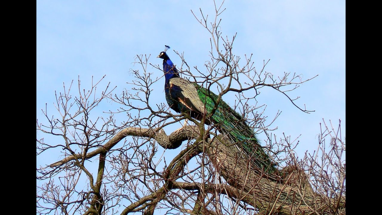 235 Resident Peacocks Solano Lake campground
