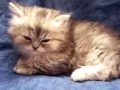 Daphne's Dolls Cattery - Holly - Female Shaded Silver Tabby - Doll Face Persian Kittens for Sale
