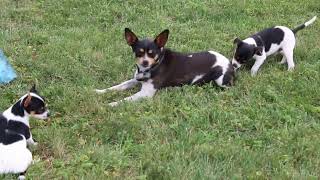 Smooth Fox Terrier Puppies For Sale