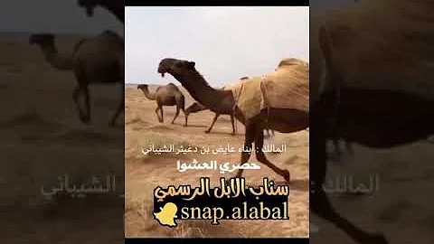 عايض بن دغيثر الشيباني