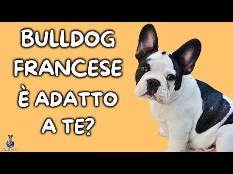 Video: 5 cose da considerare prima di possedere un Bulldog inglese